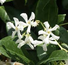 Trachelospermum jasminoides --Star Jasmine--