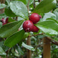 GUAVA 'Strawberry' --Psidium cattleyanum--