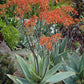 Aloe striata --Coral Aloe--