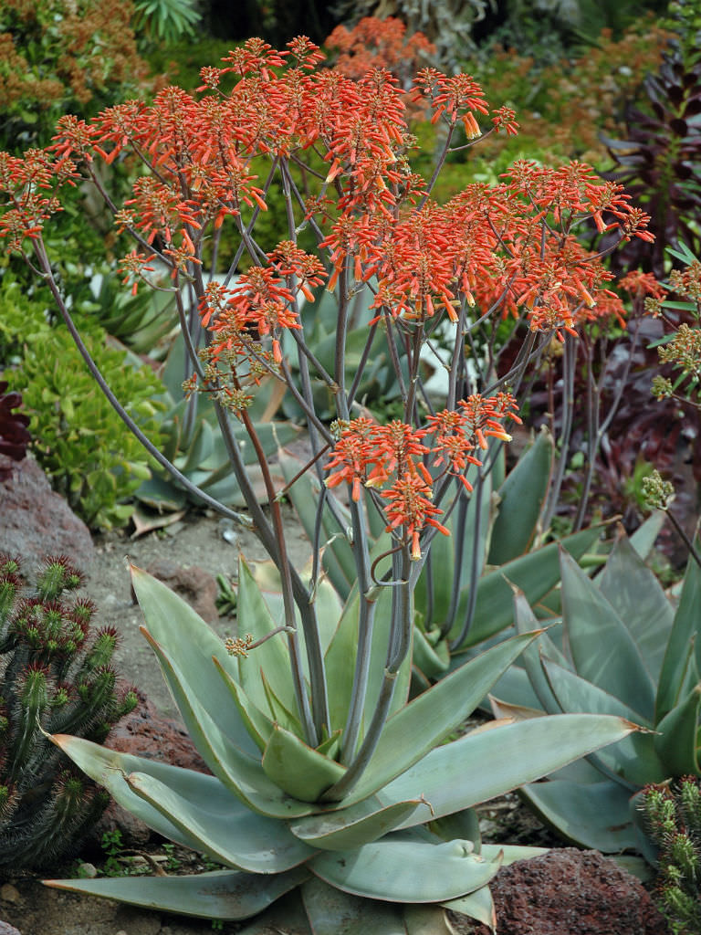 Aloe striata --Coral Aloe--