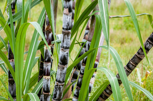 SUGAR CANE 'Hardy' --Saccharum arundinaceum--