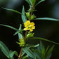 SINICUICHI 'Sun-Opener' --Heimia salicifolia--