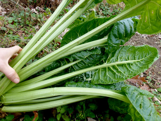 CHARD 'Perpetual Spinach'