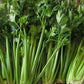 CELERY 'Tango'