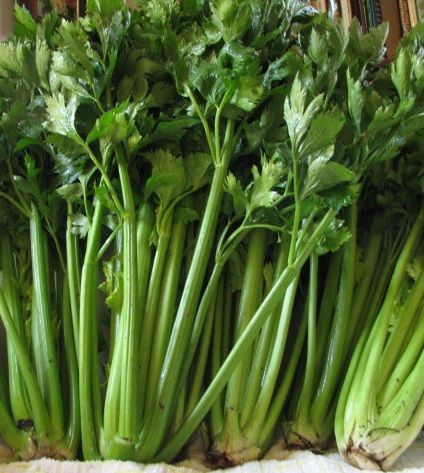 CELERY 'Tango'