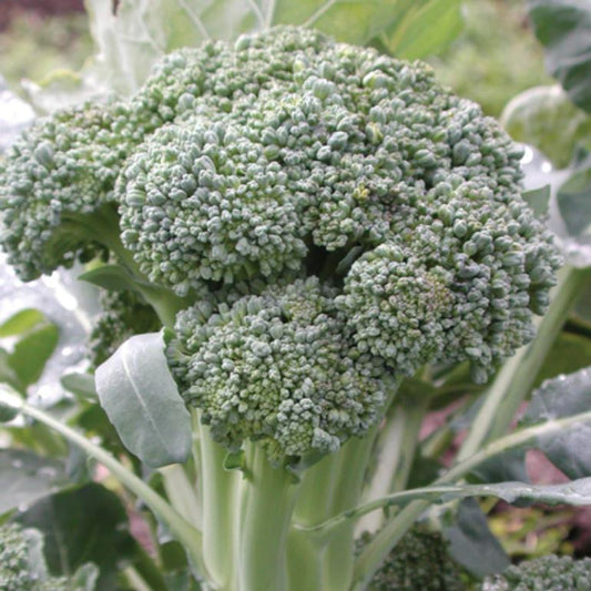 BROCCOLI 'Thompson'