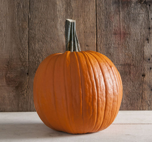 PUMPKIN 'Tom Fox'