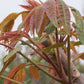 TOON 'North Red Chinese' --Toona sinensis--