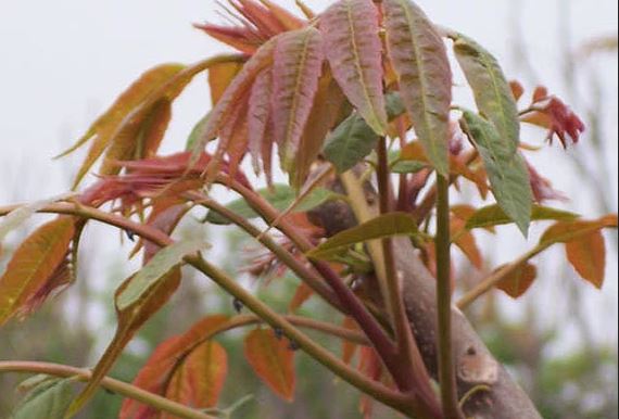 TOON 'North Red Chinese' --Toona sinensis--