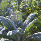 KALE 'Toscano Dinosaur'
