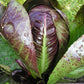 RADICCHIO 'Treviso'