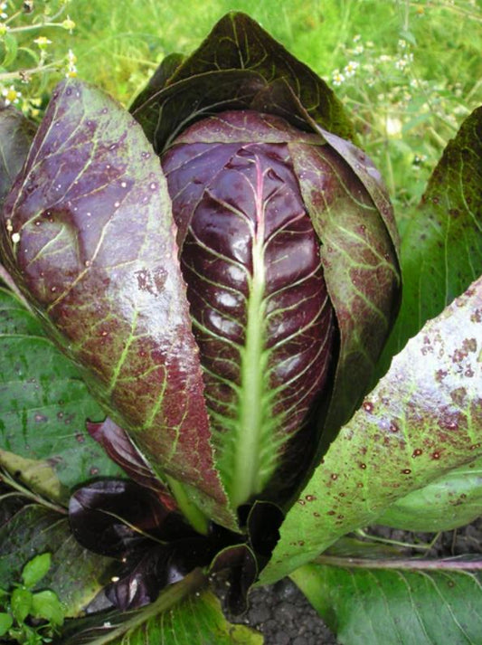 RADICCHIO 'Treviso'
