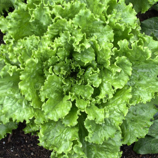 LETTUCE 'Tropicana'