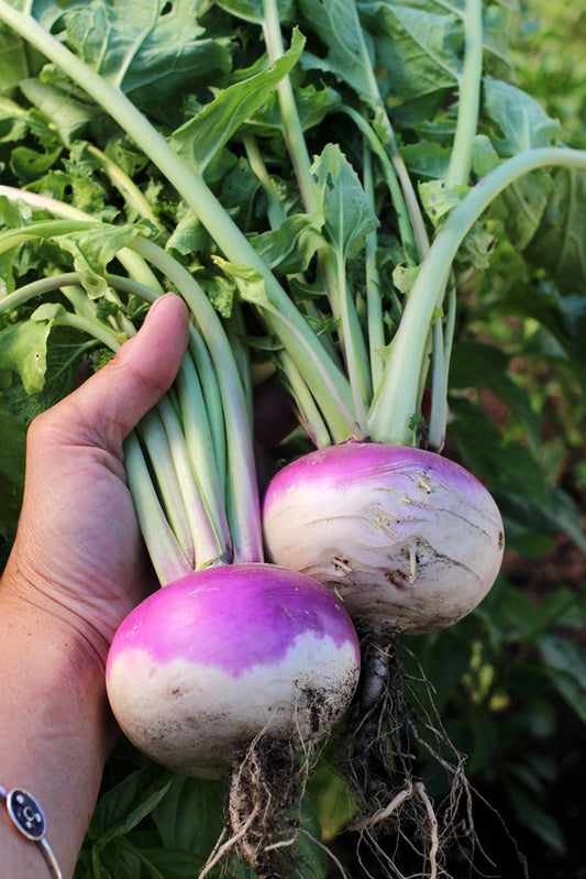 TURNIPS 'Purple Top'