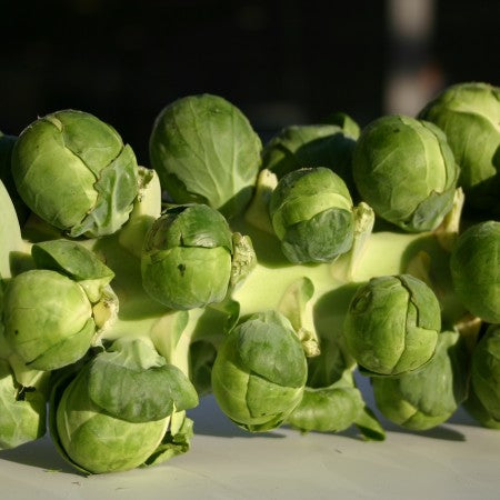 BRUSSELS SPROUT 'Igor'