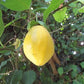 PASSIONFLOWER 'Water Lemon Edible' --Passiflora laurifolia--