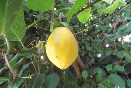 PASSIONFLOWER 'Water Lemon Edible' --Passiflora laurifolia--