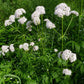 VALERIAN --Valeriana officinalis 'Select'--