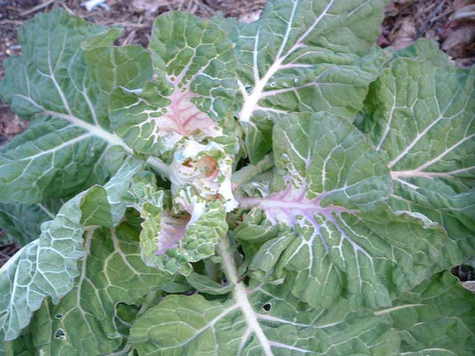 COLLARDS 'Variegated'