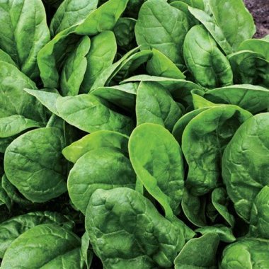 SPINACH 'Patton'