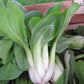 ASIAN GREENS 'Shanghai Green Bok Choy'
