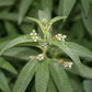 VERBENA 'Lemon' --Aloysia citrodora--