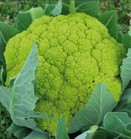 CAULIFLOWER 'Vitaverde Green'