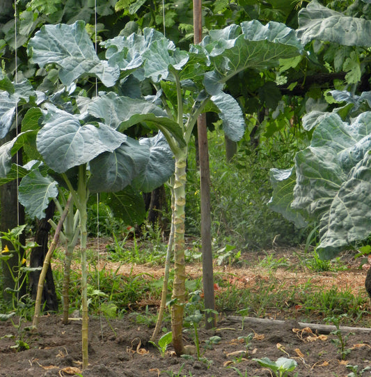 KALE 'Walking Stick'