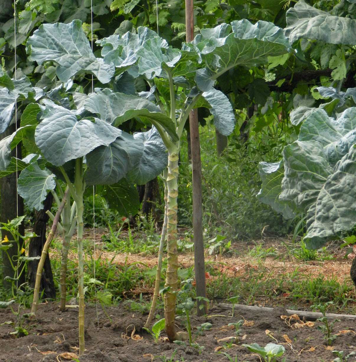 KALE 'Walking Stick' Plant Delivery San Marcos Lone Star Nursery