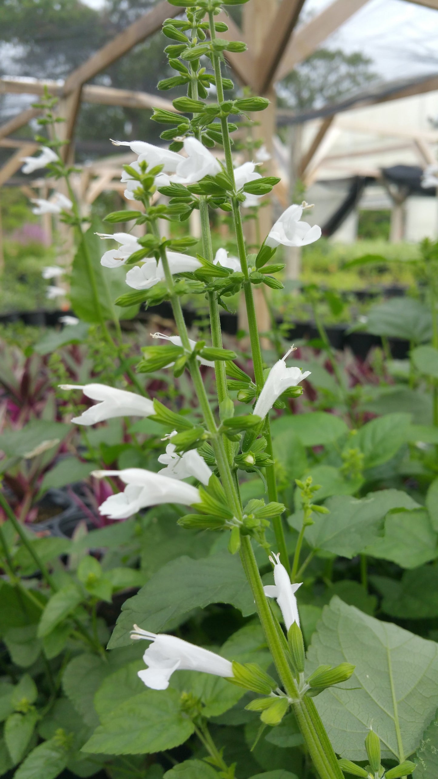 Salvia coccinea --White Tropical Sage--