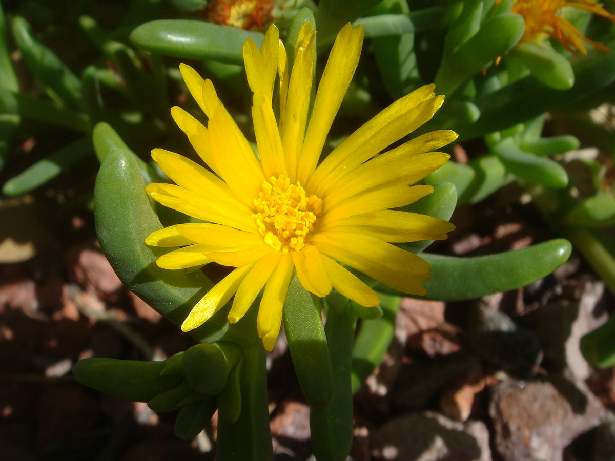Malephora uitenhagensis --Yellow Ice Plant--