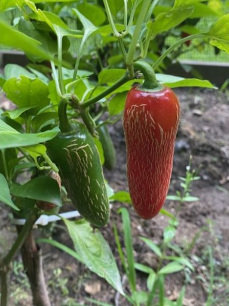 PEPPER 'Zapotec Jalapeño'