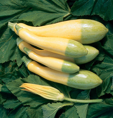 SQUASH 'Zephyr Summer'